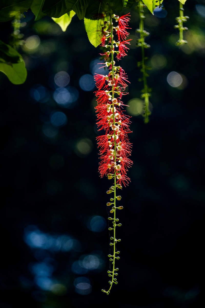 Chớp mắt mùa hoa lộc vừng