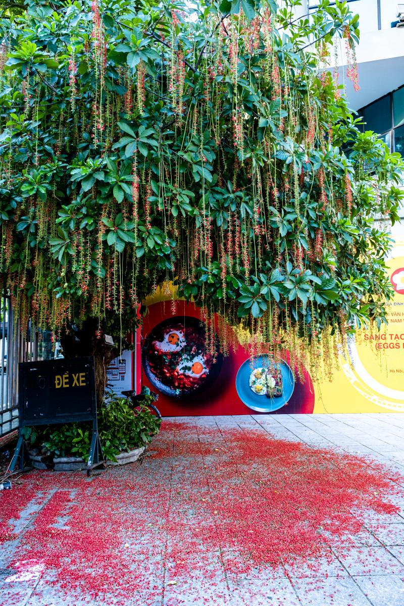 Chớp mắt mùa hoa lộc vừng