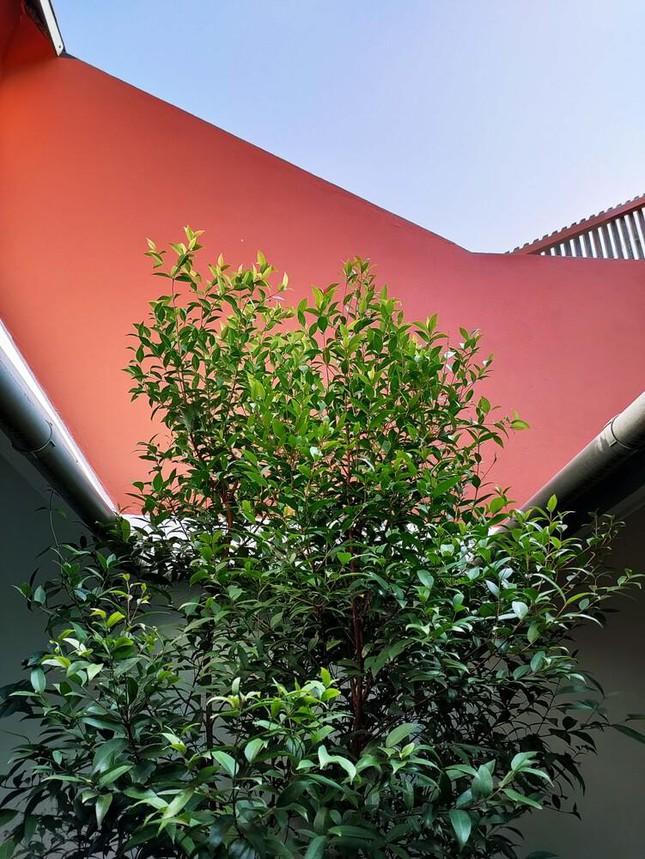 Ấn tượng với ý tưởng bố trí khu vườn chống nóng ngày hè cho nhà phố