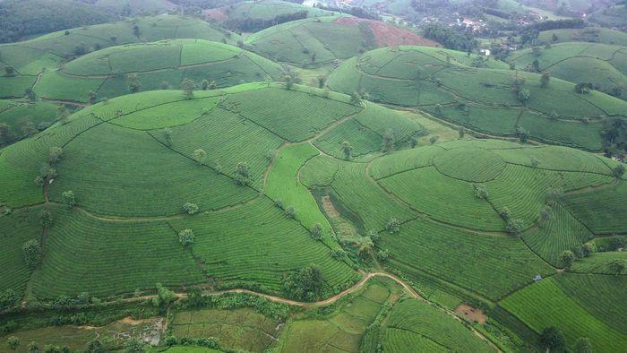 Đồi trà Long Cốc, bức tranh thiên nhiên đẹp mê hồn
