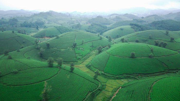 Đồi trà Long Cốc, bức tranh thiên nhiên đẹp mê hồn