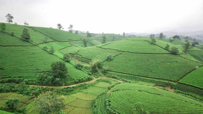 Đồi trà Long Cốc, bức tranh thiên nhiên đẹp mê hồn
