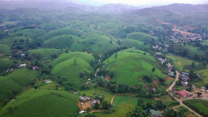 Đồi trà Long Cốc, bức tranh thiên nhiên đẹp mê hồn