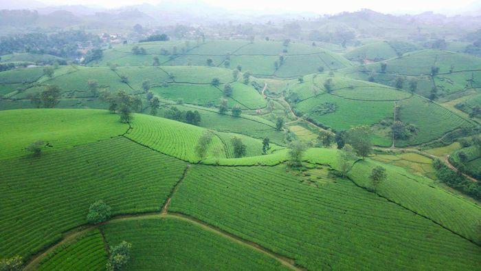 Đồi trà Long Cốc, bức tranh thiên nhiên đẹp mê hồn