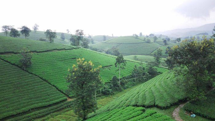 Đồi trà Long Cốc, bức tranh thiên nhiên đẹp mê hồn