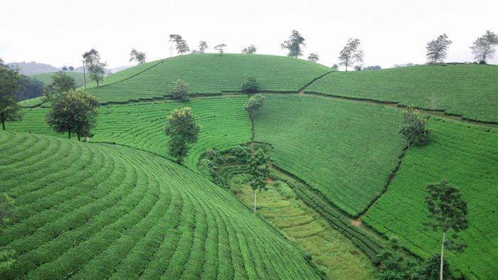 Đồi trà Long Cốc, bức tranh thiên nhiên đẹp mê hồn