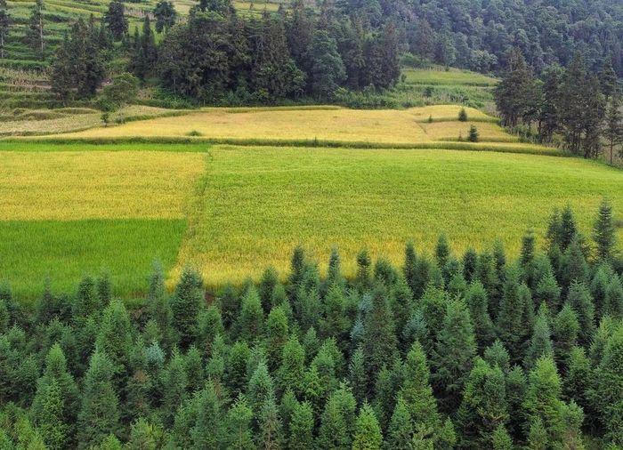 Những 'miền thảo nguyên xanh' ở Việt Nam khiến du khách lưu luyến từ cái nhìn đầu tiên