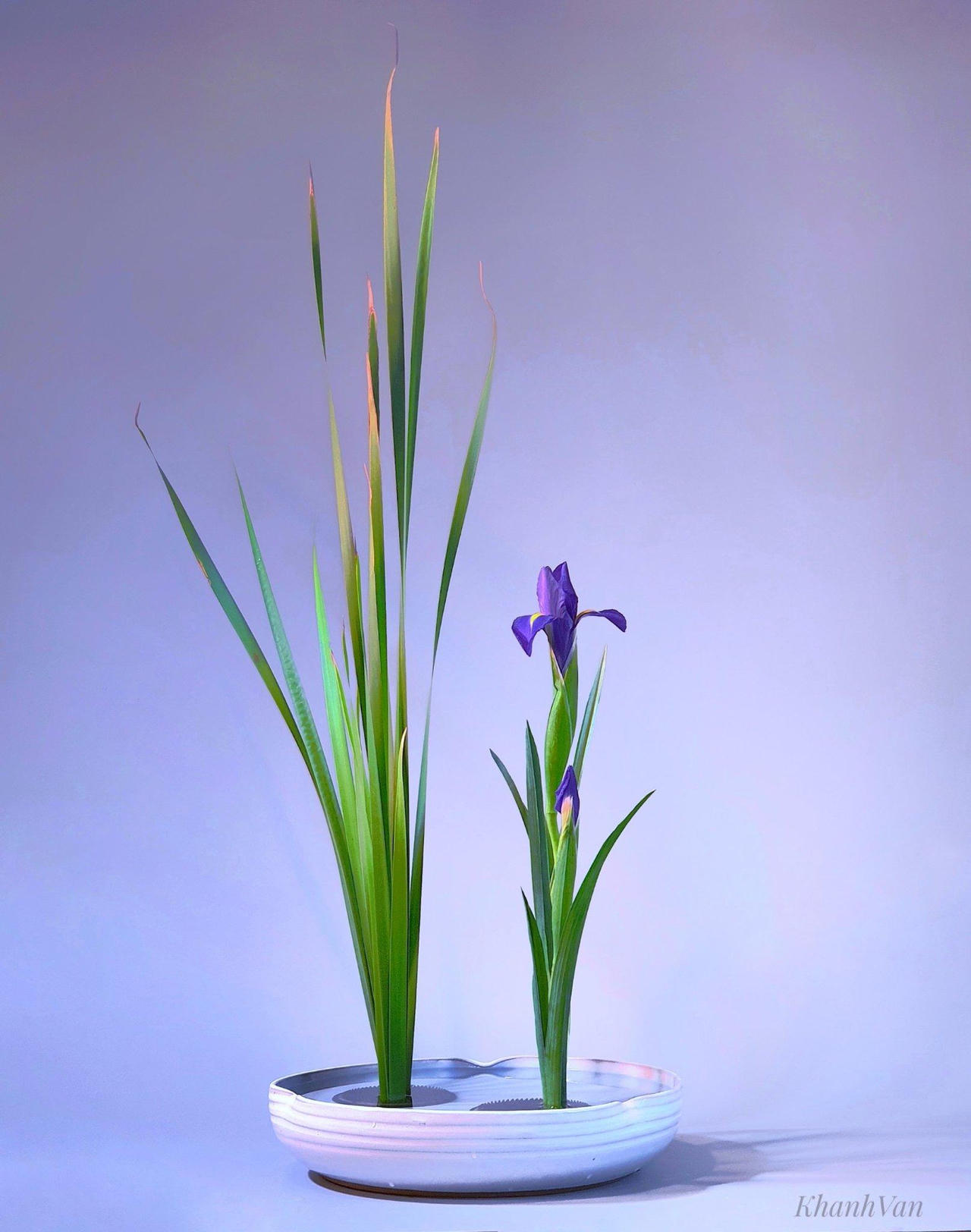 Ikebana - thông điệp về sự sống quý giá