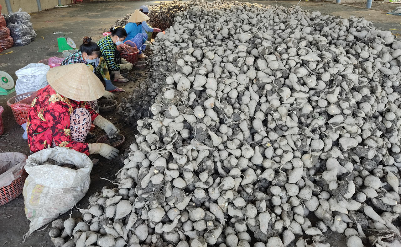 Kỳ vọng ở 'thủ phủ khoai lang' Bình Tân