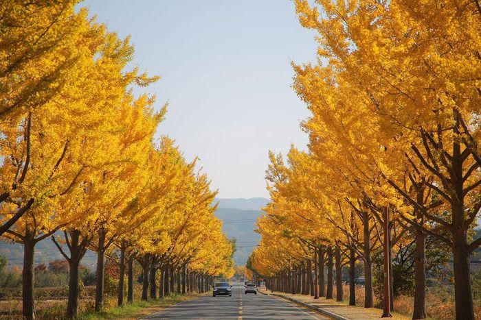Ngẩn ngơ sắc Thu vàng ở các nước trên thế giới