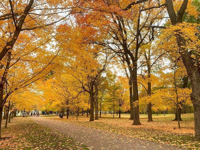 Ngẩn ngơ sắc Thu vàng ở các nước trên thế giới