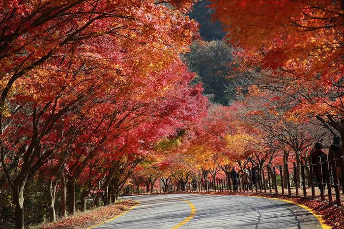 Ngẩn ngơ sắc Thu vàng ở các nước trên thế giới