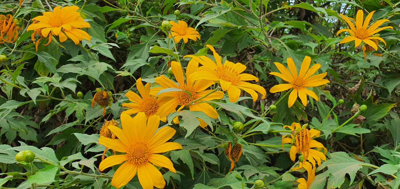 Đừng lỡ hẹn những bông dã quỳ đang vàng rực trên đỉnh Ba Vì