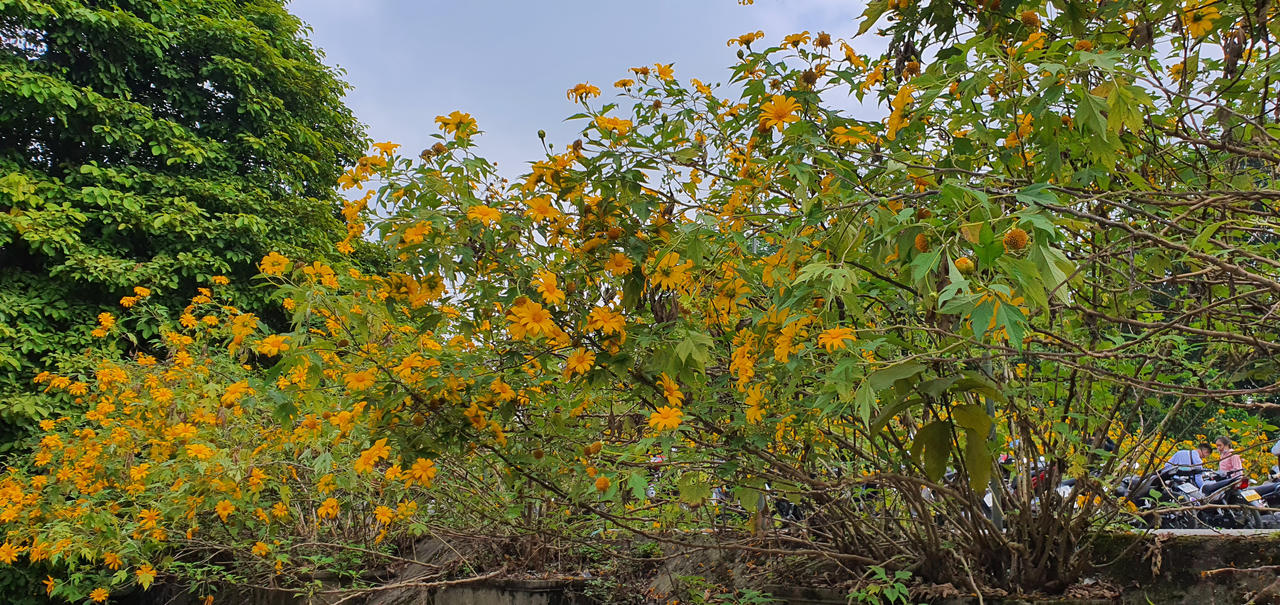 Đừng lỡ hẹn những bông dã quỳ đang vàng rực trên đỉnh Ba Vì