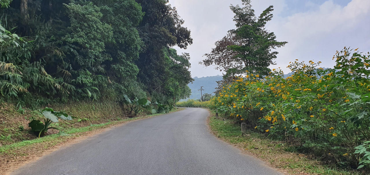 Đừng lỡ hẹn những bông dã quỳ đang vàng rực trên đỉnh Ba Vì