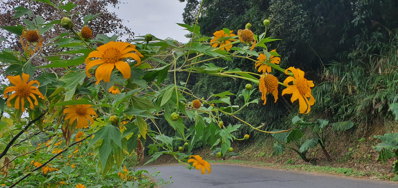 Đừng lỡ hẹn những bông dã quỳ đang vàng rực trên đỉnh Ba Vì