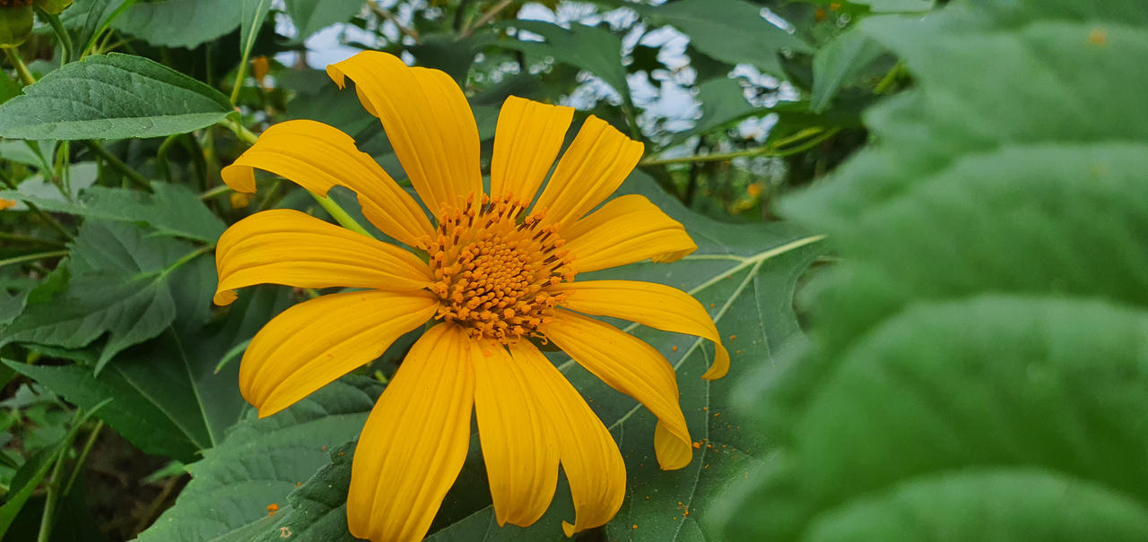 Đừng lỡ hẹn những bông dã quỳ đang vàng rực trên đỉnh Ba Vì