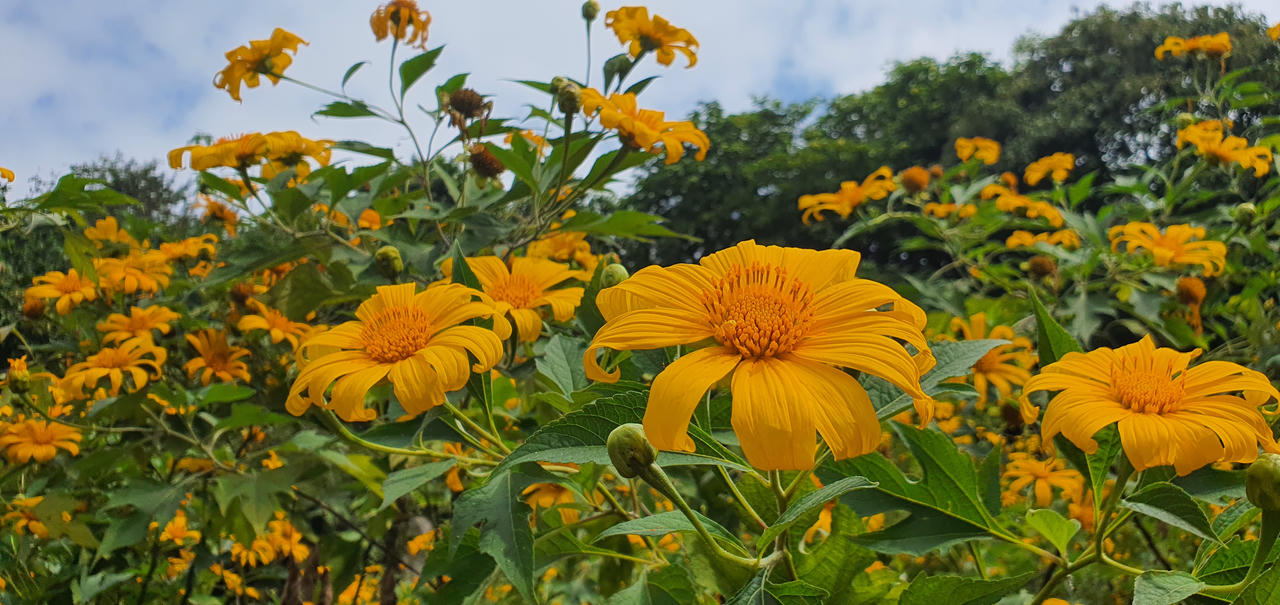 Đừng lỡ hẹn những bông dã quỳ đang vàng rực trên đỉnh Ba Vì