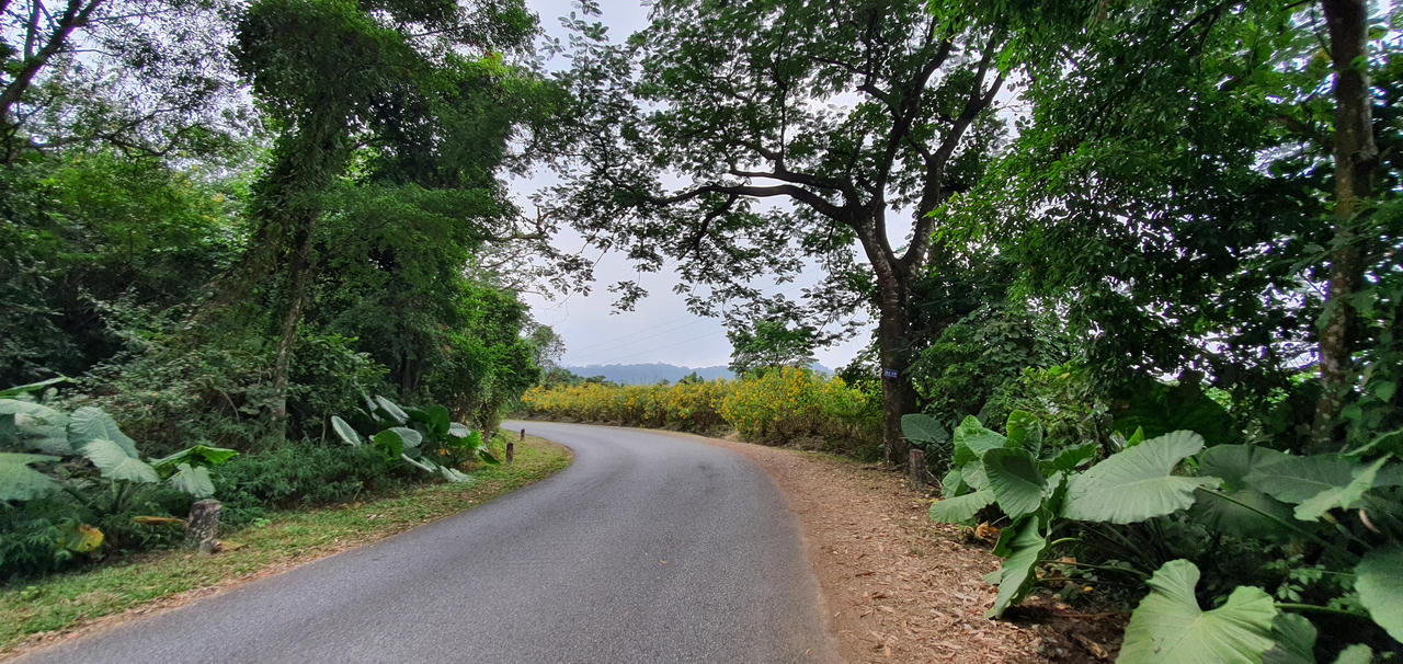 Đừng lỡ hẹn những bông dã quỳ đang vàng rực trên đỉnh Ba Vì