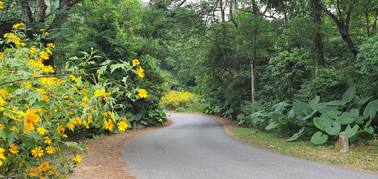 Đừng lỡ hẹn những bông dã quỳ đang vàng rực trên đỉnh Ba Vì