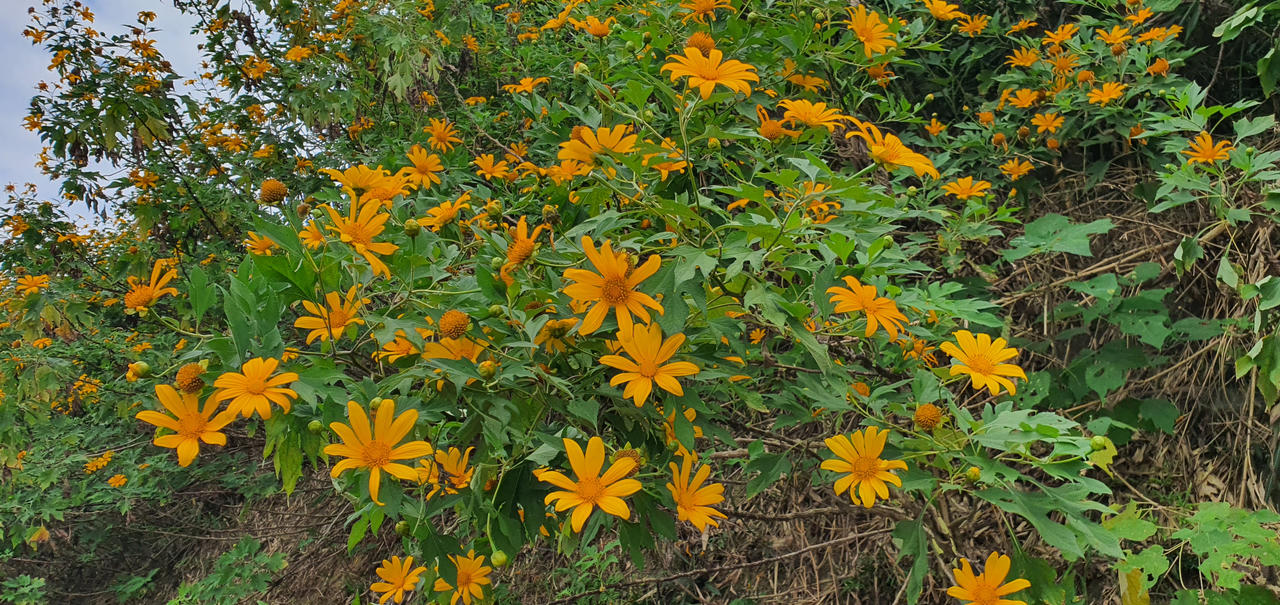 Đừng lỡ hẹn những bông dã quỳ đang vàng rực trên đỉnh Ba Vì