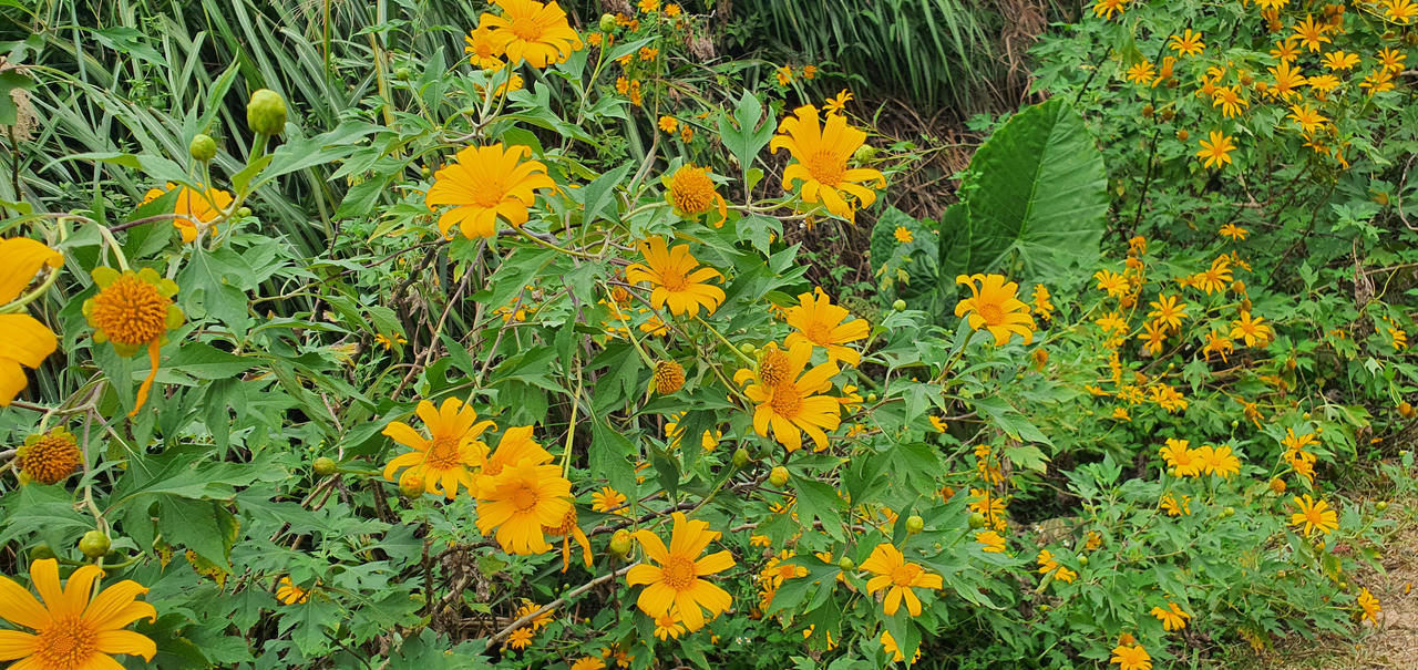 Đừng lỡ hẹn những bông dã quỳ đang vàng rực trên đỉnh Ba Vì