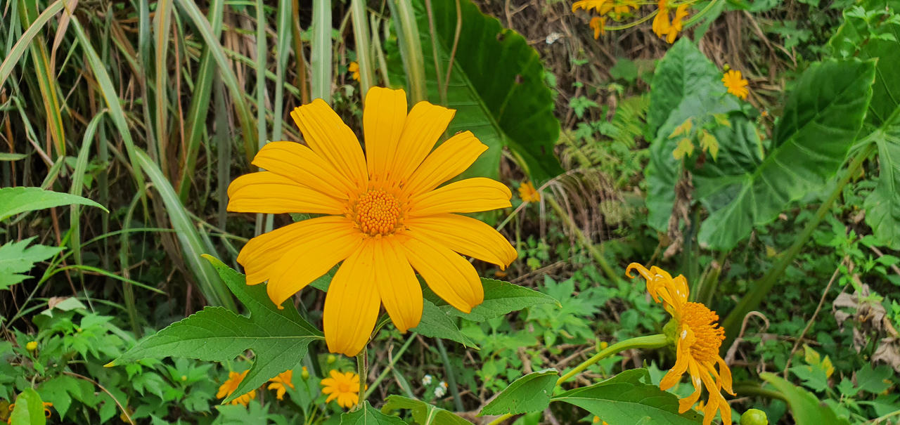 Đừng lỡ hẹn những bông dã quỳ đang vàng rực trên đỉnh Ba Vì