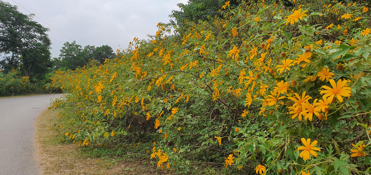 Đừng lỡ hẹn những bông dã quỳ đang vàng rực trên đỉnh Ba Vì