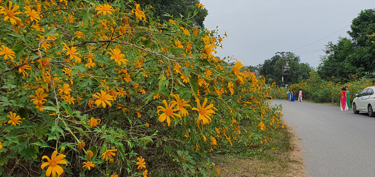 Đừng lỡ hẹn những bông dã quỳ đang vàng rực trên đỉnh Ba Vì