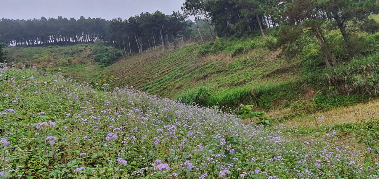 Trên cung đường đẹp như lụa ngọc trai đến Mộc Châu 