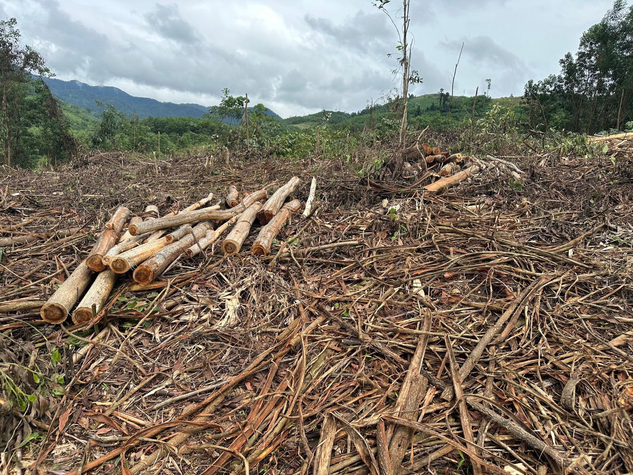 Một dự án trồng rừng tại Quảng Nam bị cản trở nhiều năm: UBND huyện cũng “bó tay”, nhờ Tòa giải quyết