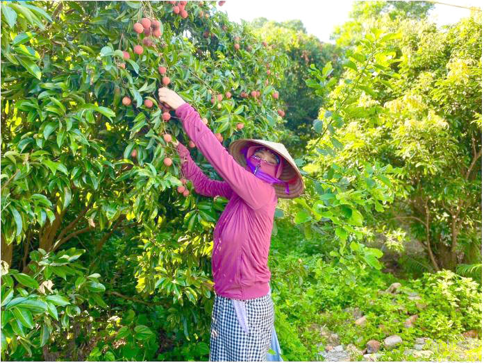 Mộc mạc lối sống của những người rời phố về vườn