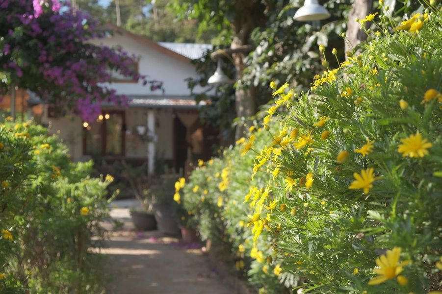 Ngôi nhà gỗ đẹp như cổ tích giữa hoa cỏ và mây trời ở Đà lạt