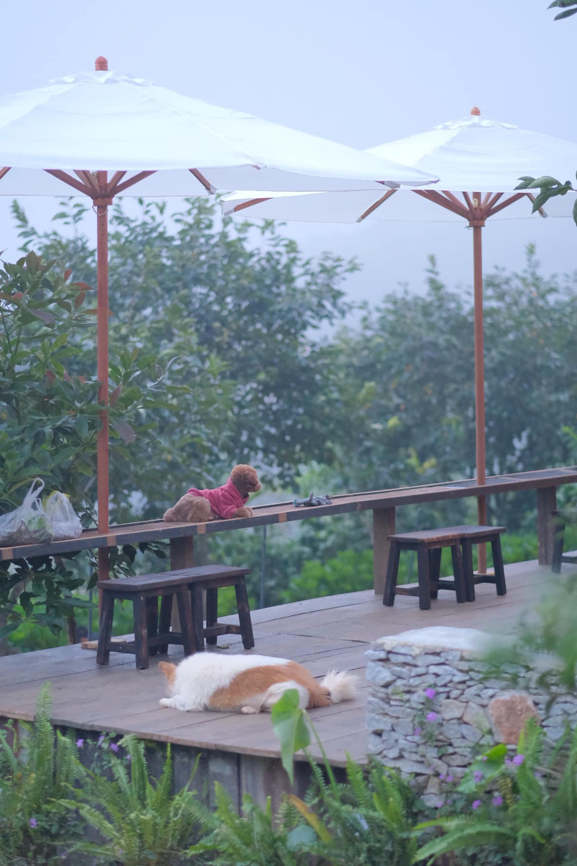 Ngôi nhà gỗ đẹp như cổ tích giữa hoa cỏ và mây trời ở Đà lạt