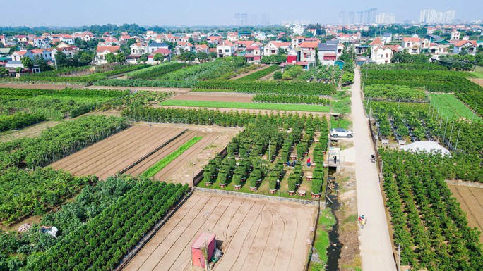 Cận cảnh cây quýt "khổng lồ" được tạo hình chiếc Cup vàng World Cup