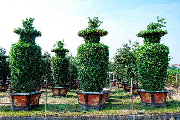 Cận cảnh cây quýt "khổng lồ" được tạo hình chiếc Cup vàng World Cup