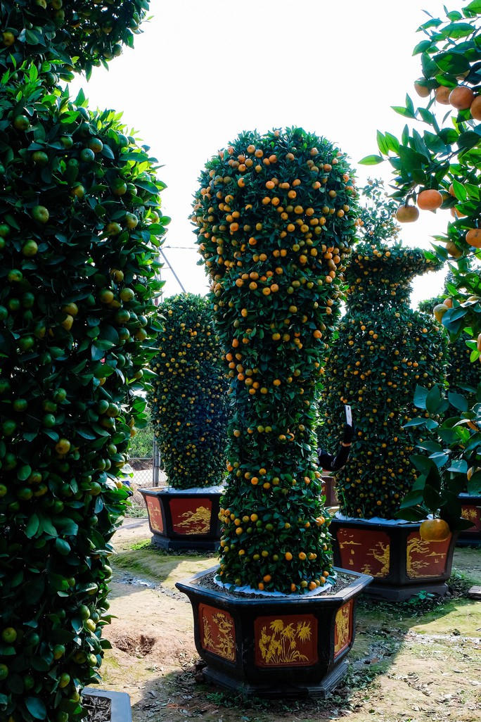 Cận cảnh cây quýt "khổng lồ" được tạo hình chiếc Cup vàng World Cup