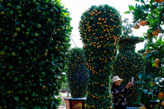 Cận cảnh cây quýt "khổng lồ" được tạo hình chiếc Cup vàng World Cup