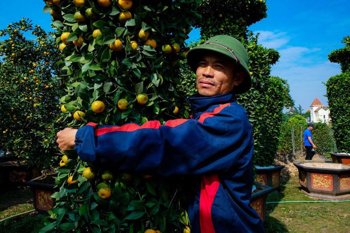 Cận cảnh cây quýt "khổng lồ" được tạo hình chiếc Cup vàng World Cup