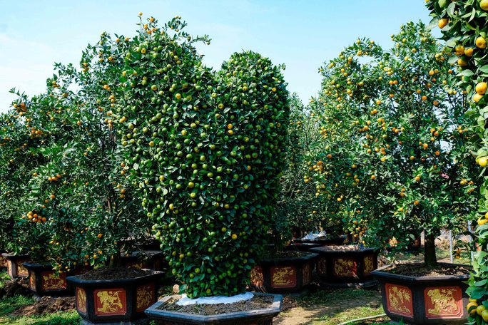 Cận cảnh cây quýt "khổng lồ" được tạo hình chiếc Cup vàng World Cup