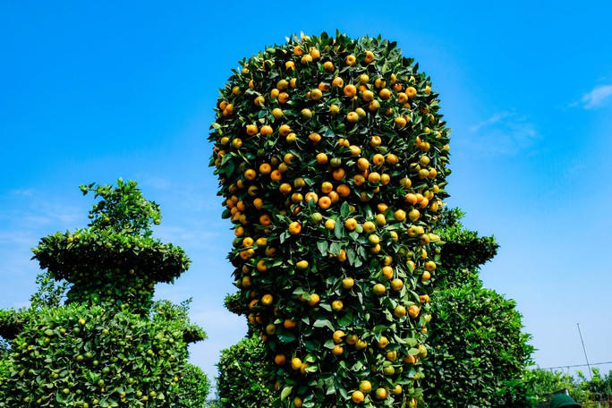 Cận cảnh cây quýt "khổng lồ" được tạo hình chiếc Cup vàng World Cup