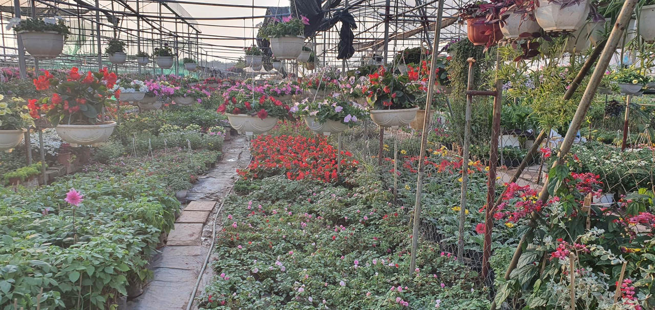 Về làng hoa Xuân Quan sắm cây Tết