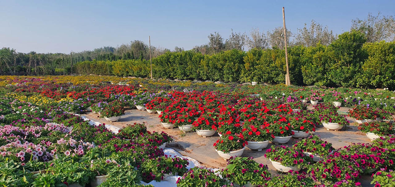 Về làng hoa Xuân Quan sắm cây Tết