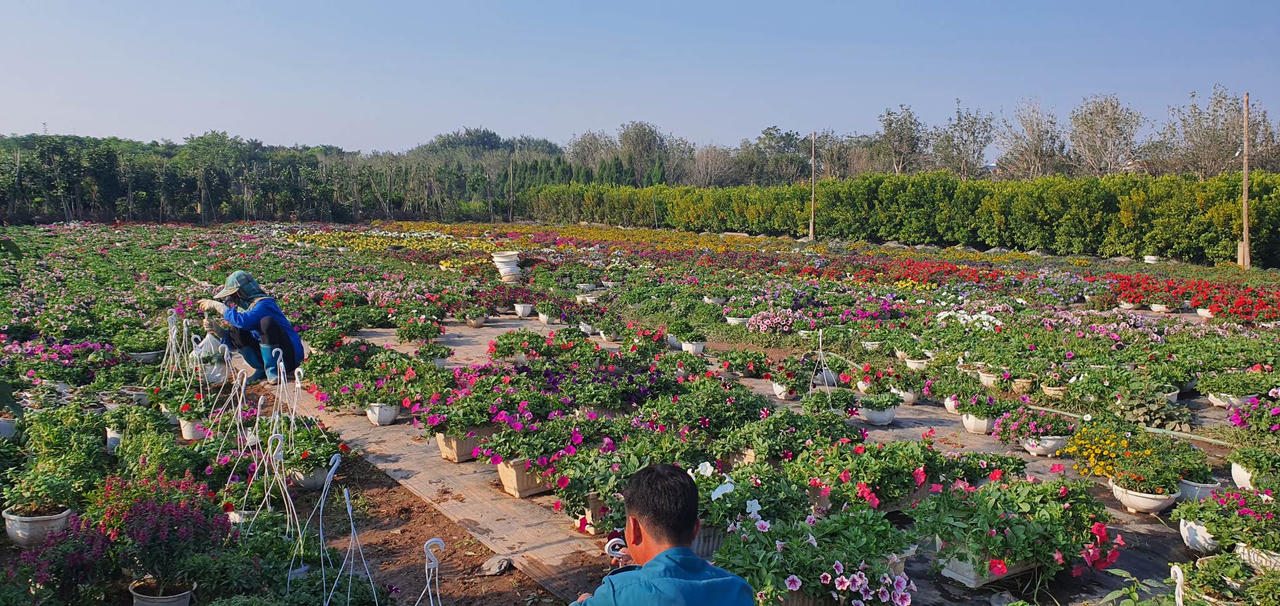 Về làng hoa Xuân Quan sắm cây Tết