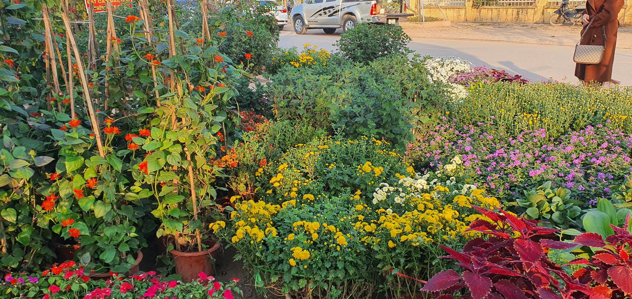 Về làng hoa Xuân Quan sắm cây Tết