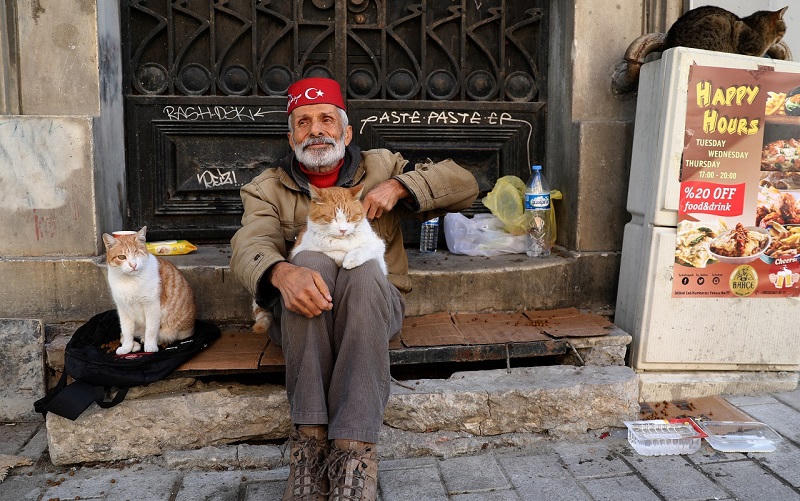 Những nơi mèo được yêu thương, cưng chiều nhất 