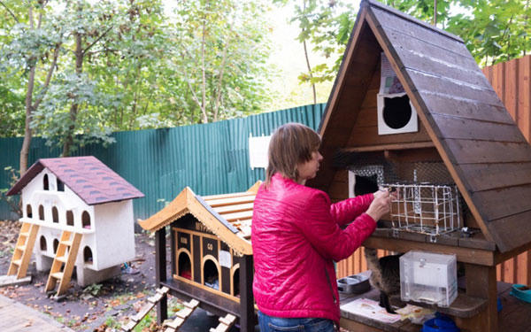 Những nơi mèo được yêu thương, cưng chiều nhất 