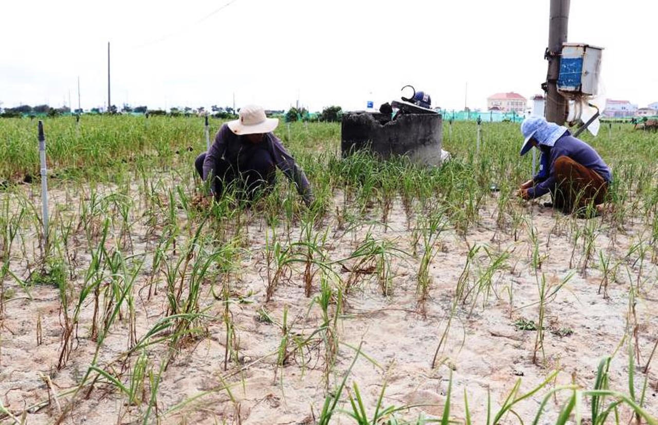Quảng Nam, Quảng Ngãi: Nông dân lo mất mùa
