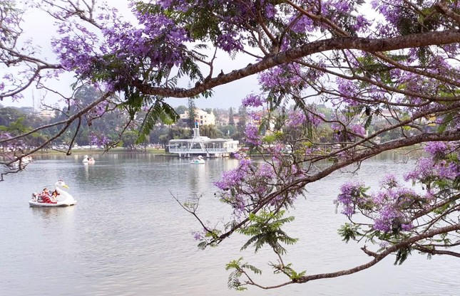 Phượng tím phủ khắp Đà Lạt, đẹp 'quên lối về'