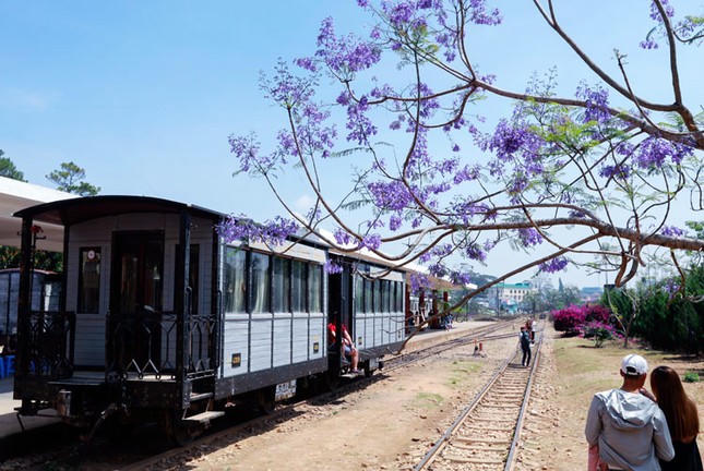 Phượng tím phủ khắp Đà Lạt, đẹp 'quên lối về'